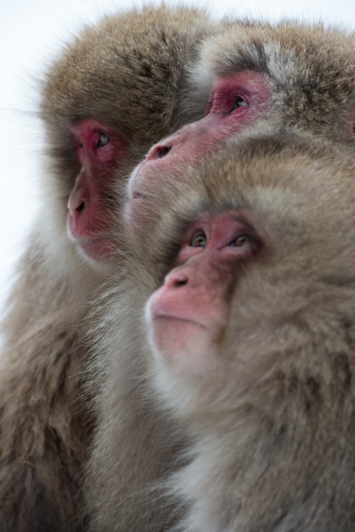20130219-JAPAN-673