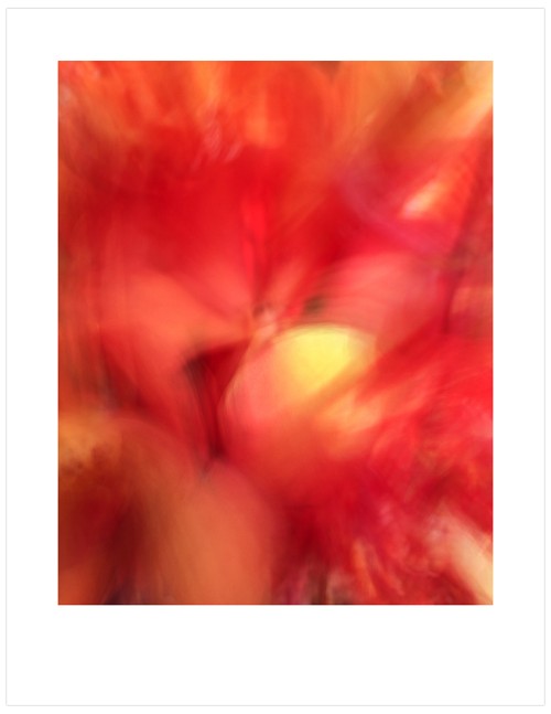 Orchid-Impressions-A