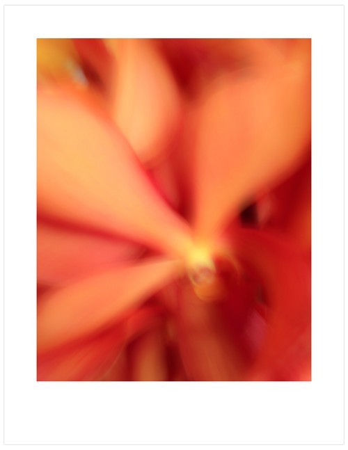 Orchid-Impressions-B