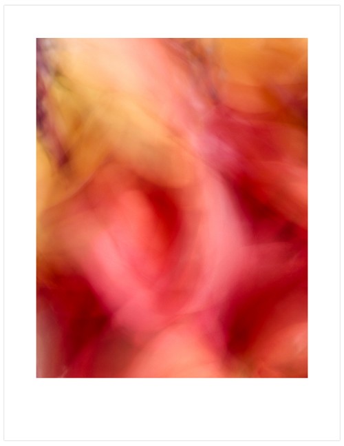 Orchid-Impressions-C