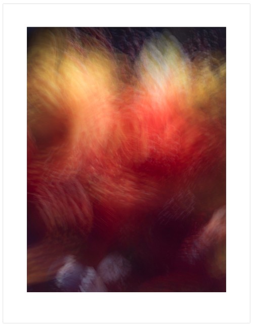 Orchid-Impressions-D