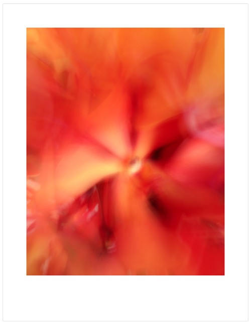 Orchid-Impressions-E