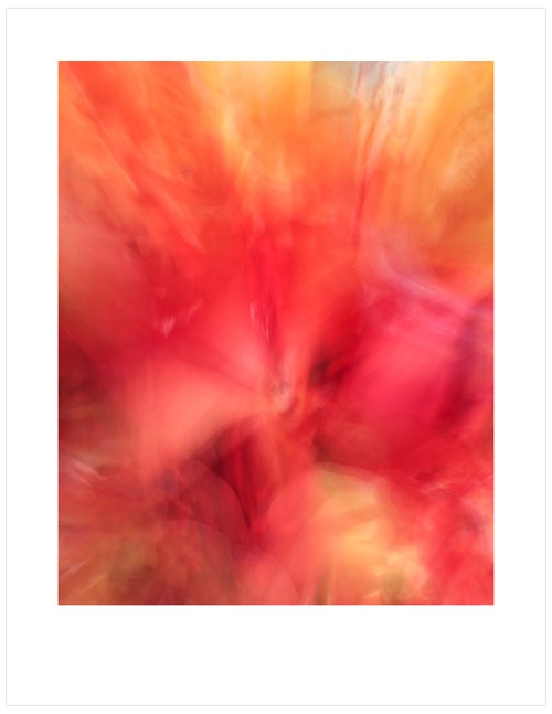 Orchid-Impressions-F