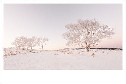 Hokkaido-Frost-2-425