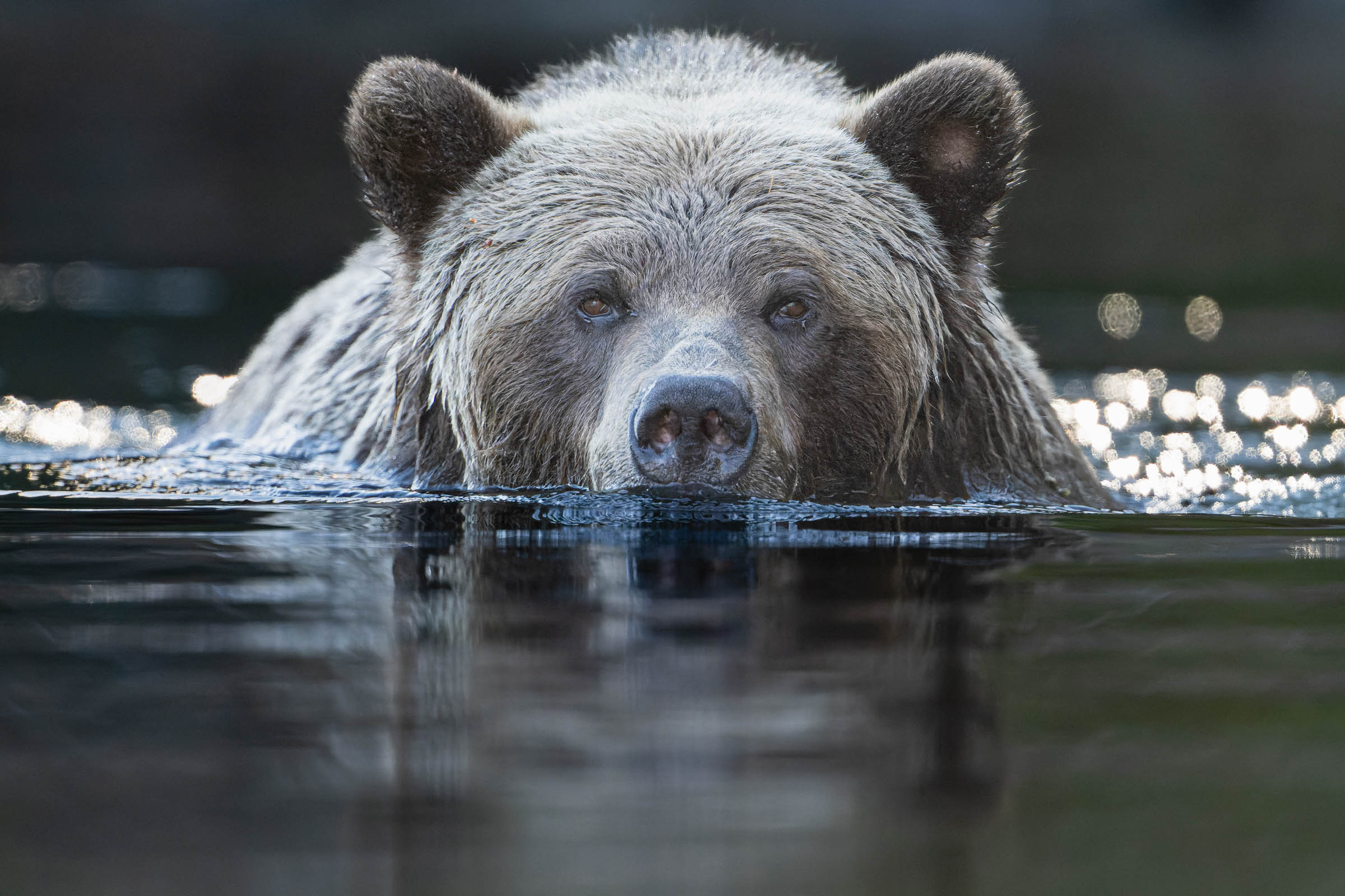 Grizzly Bears: Big, Beautiful, and…Noise-Free?